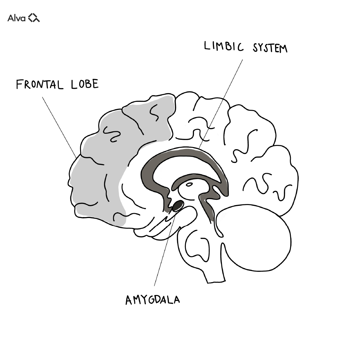 Brain_Cortex_amygdala_Anxiety-1